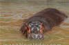 Female Hippo ’Kaveri’ arrives at Pilikula from Bannerghatta